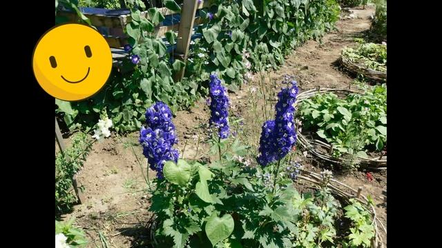 С днём рождения ,НЕЛЛИ!! смотреть онлайн