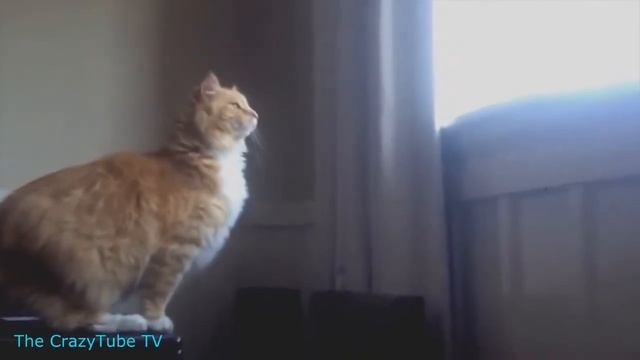 ПРИКОЛЫ 2015, Прикол, Смех до слез, funny video, приколы #4 смотреть онлайн