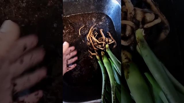 сгнили корни у замиокулькаса зензи. Пересадка. #замиок смотреть онлайн