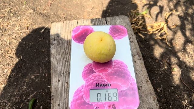 Персик Айс Піч