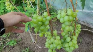 Виноград Талисман. Обзор сорта.