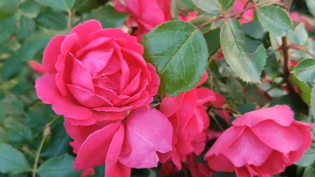 Кровавые цветы 371 серия русская озвучка | Дилан скучае?