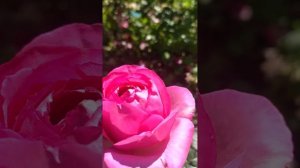 Мировая роза Пьер дэ Ронсар(Эден роза) и роза  Цикламен