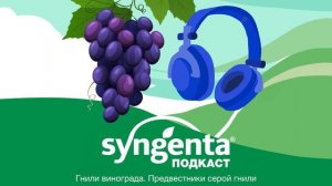 🍇 Как уберечь виноград от гнилей?