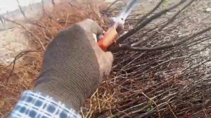 Тонкости Посадки клонового подвоя груши айва ВА29 на м?