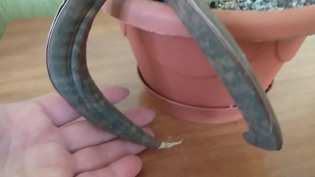 Первая сансовая посылка! Детки санс) и те, кто ни как не