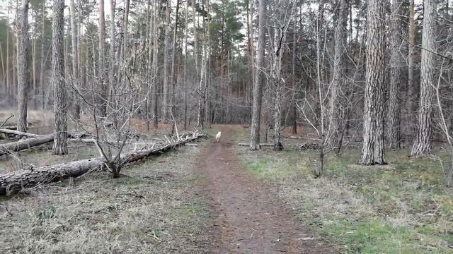 Как наш друг - #лабрадор Люксик маму потерял.As our friend - # Labrador Luxik mother lost смотреть онлайн