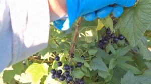 Сорт чёрной смородины Синегорье в Беларуси