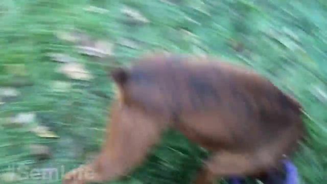 Прикол - боксер прыжок на 180° - Funny - boxer jump by 180 ° смотреть онлайн