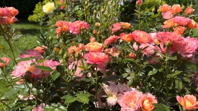 Моя лучшая роза флорибунда - роза «Бриоза (Briosa)»