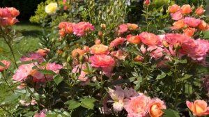 Моя лучшая роза флорибунда - роза «Бриоза (Briosa)»