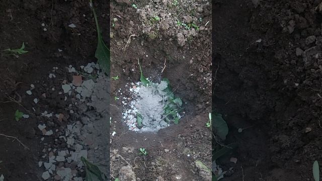 ПОЛОЖИТЕ ЭТО В ЛУНКИ ТОМАТАМ УРОЖАЙ БУДЕТ ОТМЕННЫЙ! смотреть онлайн