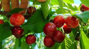 сорт черешни Дайбера чёрная 2 июня 2024