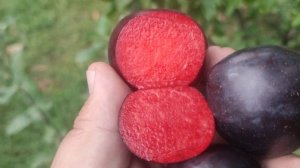 New!!! Pluot Flavor King (США) Плуот пізній  Флавор Кінг міжвидови