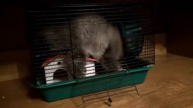 Кошка в клетке хомяка! РЖАЧ! ПРИКОЛ!
