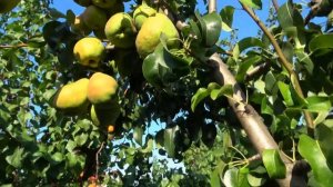 Зимний чешский сорт груши БОГЕМИКА. Второе плодоношен