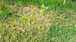 Обрезка вишни весной и летом! ПРОСТО и ПОНЯТНО! Крона в