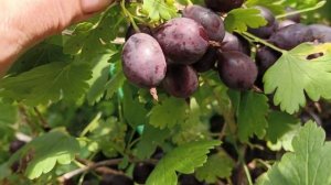 7 ПРЕИМУЩЕСТВ ГРУШЕНЬКИ!!! А ВЫ И НЕ ЗНАЛИ?! #крыжовник #с