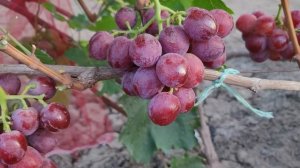 НОВИНКА 2024г!!! ГФ Винограда ЕГОРКА ( Калугин В.М.). ТЕЛ: 898