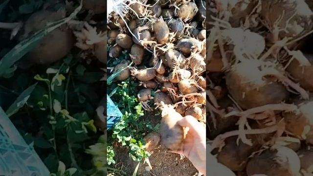 Второй урожай картофеля - это как? смотреть онлайн