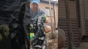высаживаю виноград кишмиш «Лучистый».