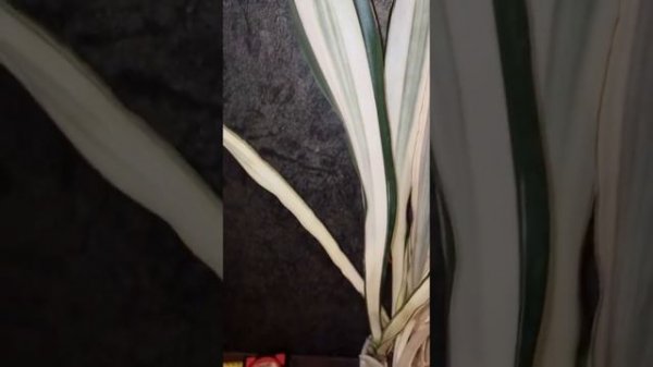 Сансевиерия Бьюти Квин, Beauty queen #сансевиерия #sanseveria #plant