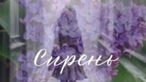 Песня на стихи Александра Наумова — «Сирень».