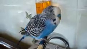 Животные мочят приколы.  Попугай  клоун.