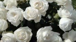 ПОТРЯСАЮЩАЯ МУЗЫКАЛЬНАЯ🎤🎼🎹🎶 ОТКРЫТКА К ДНЮ РОЗЫ!