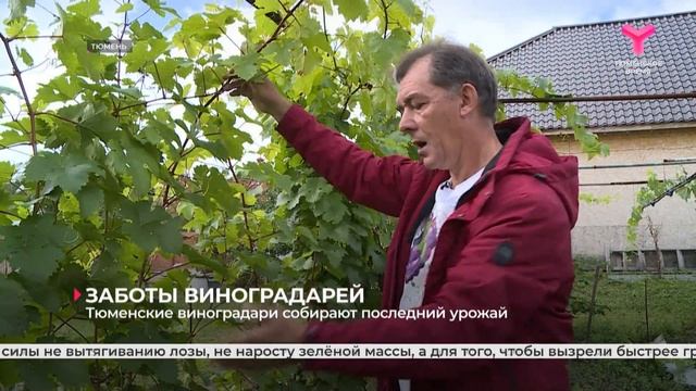 Тюменские виноградари собирают последний урожай смотреть онлайн