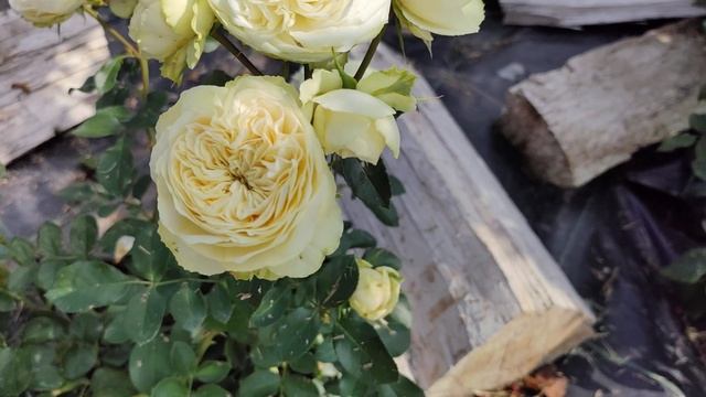 Свадебные розы Викториан веддинг #розы #flowergardening #флор?