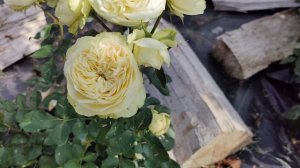Свадебные розы Викториан веддинг #розы #flowergardening #флор?