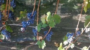 Кишмиш Сказка - форма Калугина В.М. Без слов