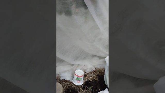 Огурцы 1 Начало эксперимента. смотреть онлайн