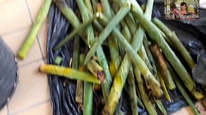 СПАСАЕМ САНСЕВИЕРИЮ ЦИЛИНДРИКА. ПРИЧИНЫ ГНИЕНИЯ.