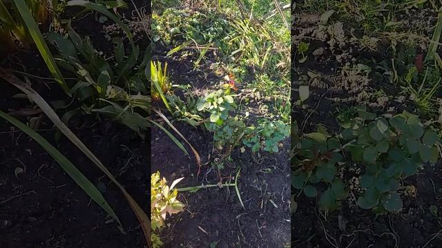 ОСІННЯ ПЕРЕСАДКА ГІБІСКУСА.ХРИЗАНТЕМ.БРУНЕРИ. смотреть онлайн