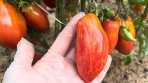 Томатный гном Леди Мадонна. Новинка в моей коллекции. ?