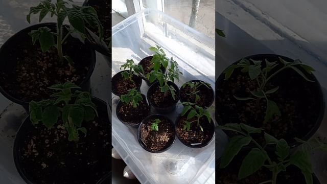 Мои побеги помидор из семян в Апреле. ПАСХАЛЬНАЯ нед смотреть онлайн