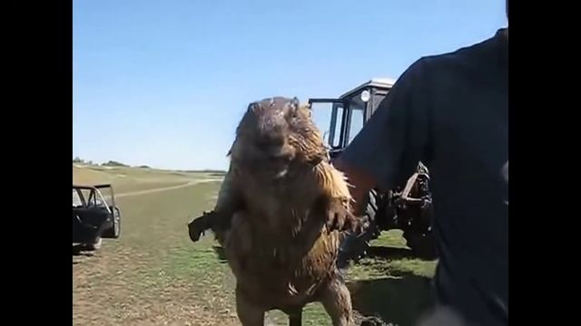 Ондатра орёт смотреть онлайн