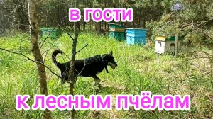 Что с пчёлами на лесной пасеке. Пчеловодство.