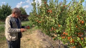 Абрикос позднего срока созревания сорт Фаралия