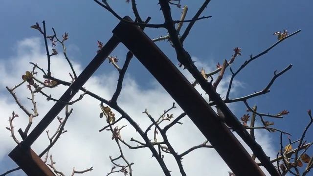 Розы Барок, Салита, Голден Шауэрс. Обрезка ✂️