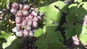 Сорт винограду "Находка" "Торнадо" "Богатир" - сезон 2024