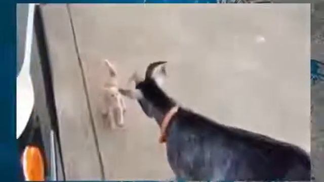 Прикол нешуточная битва коза против котенка смотреть онлайн