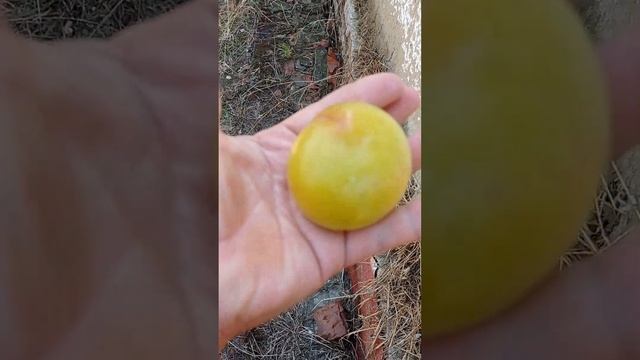 Слива Голден Плумза /Golden Plumza/ смотреть онлайн