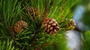 Лечение всей дыхательной системы!!! Польза сосновых шишек!!! Варенье!