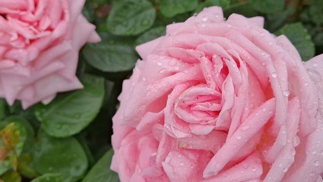 Цветение Розы Эмейзинг Грейс.