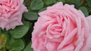 Цветение Розы Эмейзинг Грейс.