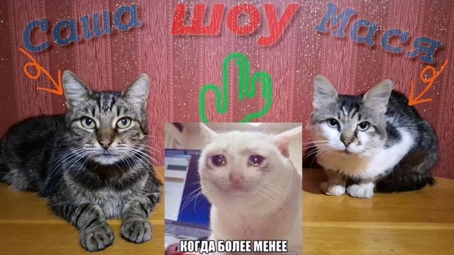 Коты с озвучкой Смешные Коты и Кошки. Саша Мася шоу Выпуск 2. 12+ смотреть онлайн
