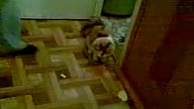 Кошка и воздушный шар.... прикол))) смотреть онлайн